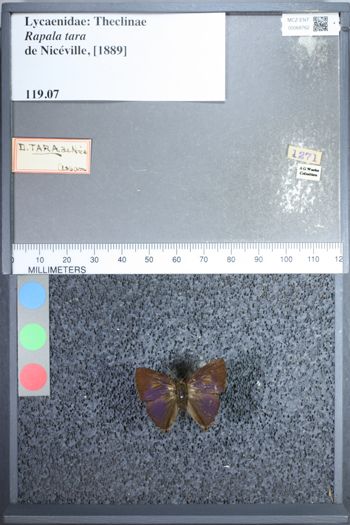Media type: image;   Entomology 68762